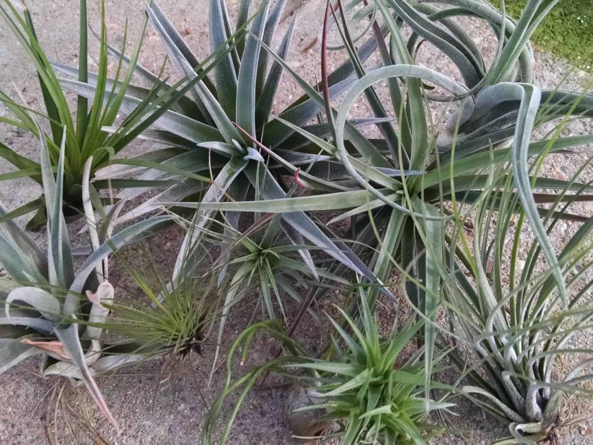 air plant collection detail image