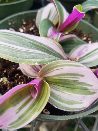 Lilac Tradescantia - Image 2