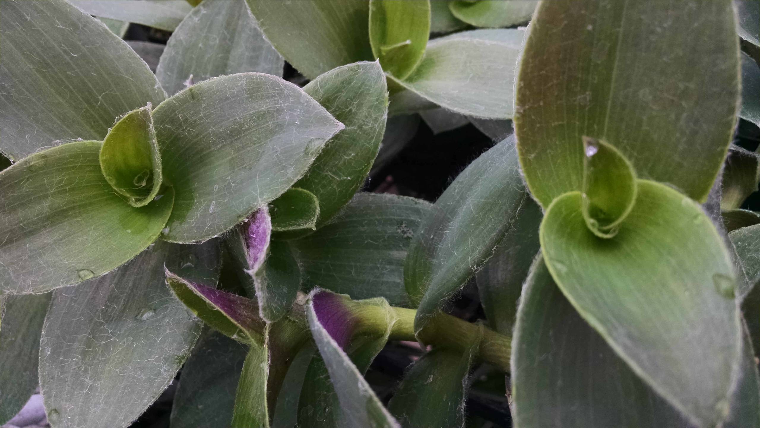 Tradescantia - Image 2