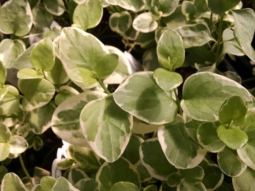 variegated vinca vine detail image