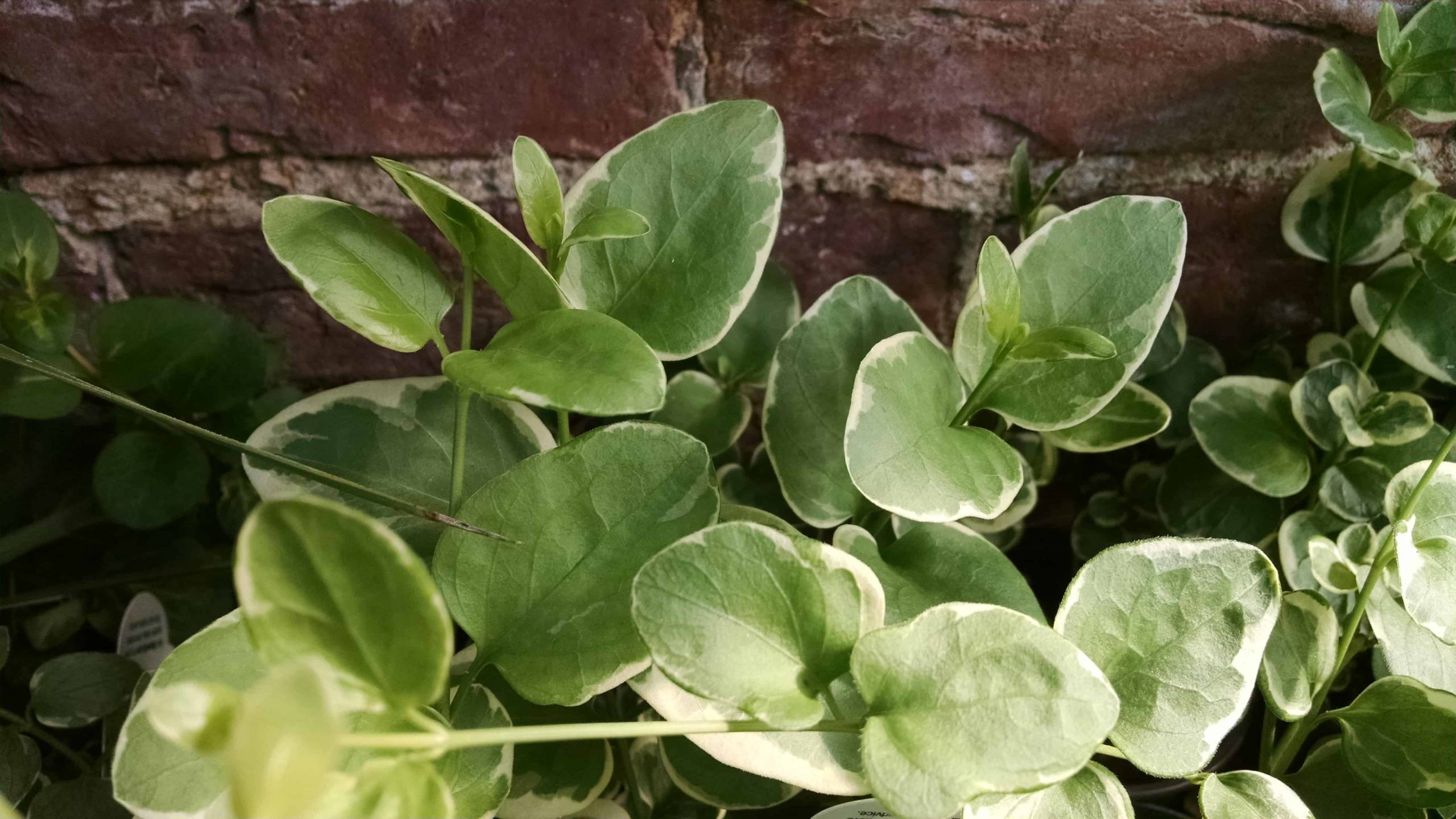 Variegated Vinca Vine - Image 2