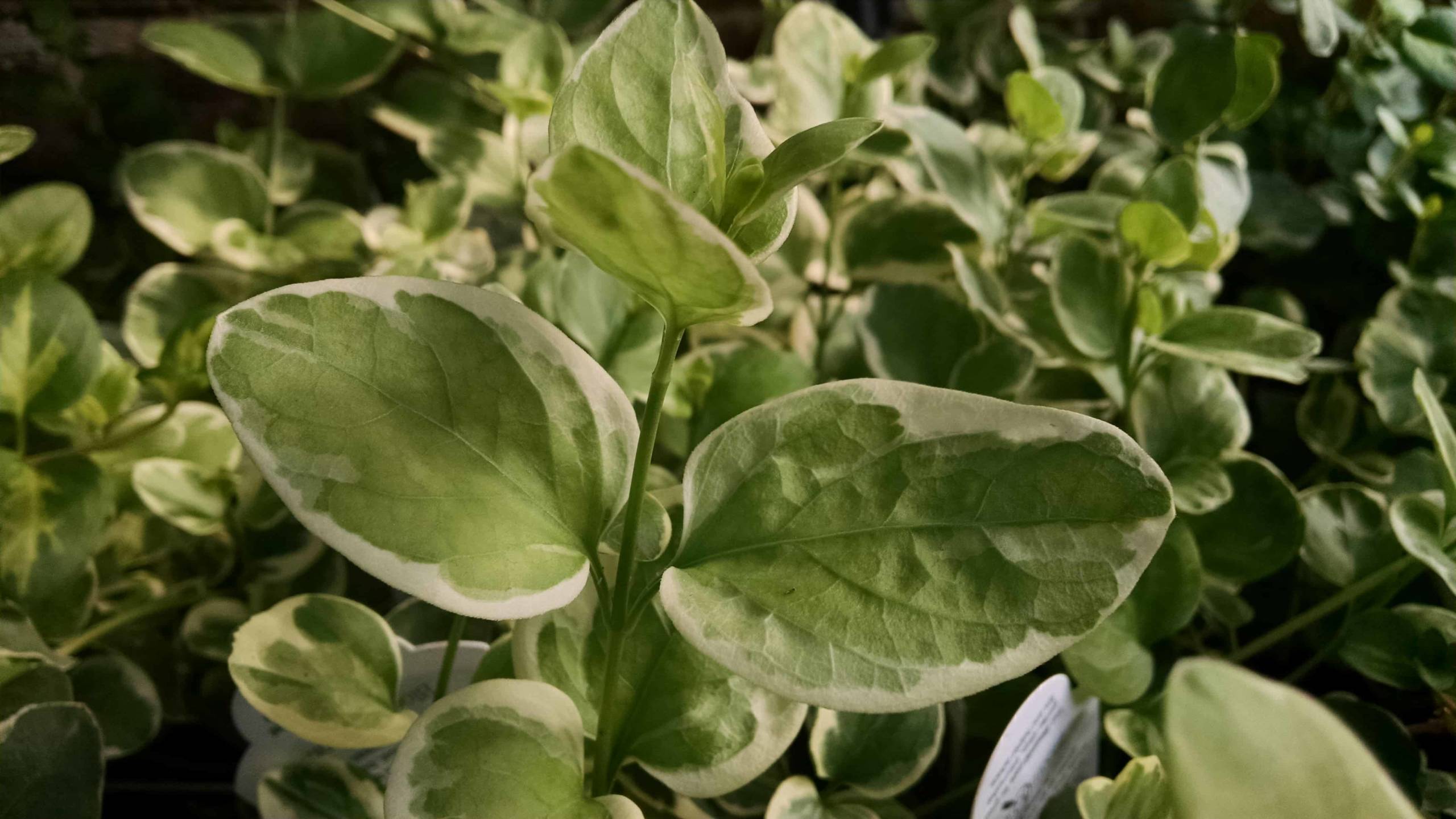 Variegated Vinca Vine - Image 3