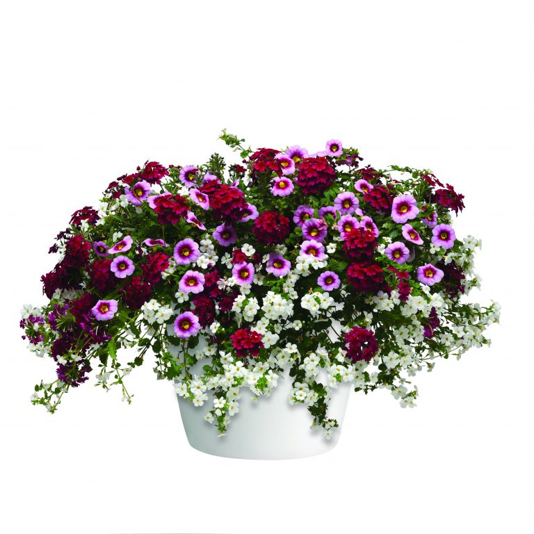 Strawberry Shortcake container garden