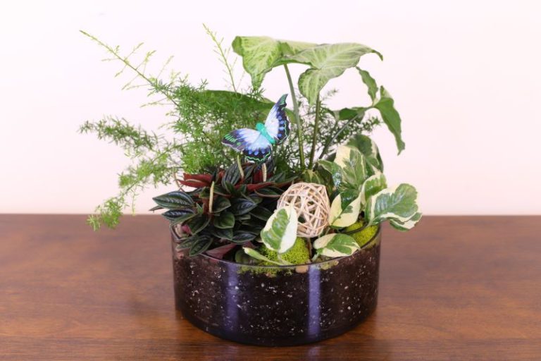 Paradise Moss Terrarium