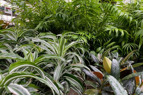 lush green foliage